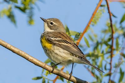 Yellow-rumped Warbler