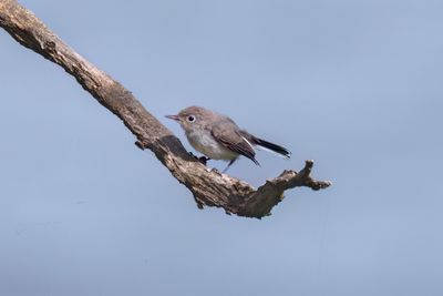 Blue Grosbeak