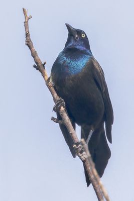 Common Grackle