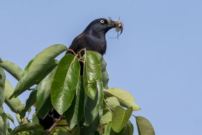 Common Grackle