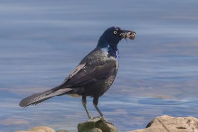 Common Grackle