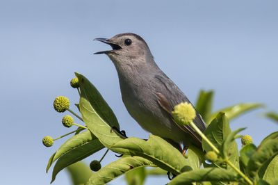 Gray Catbird