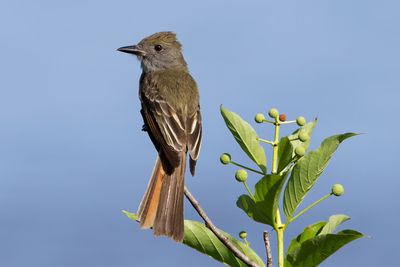 Great-crested Flycatcher