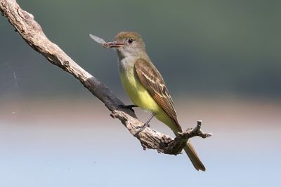 Great-crested Flycatcher