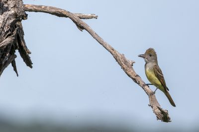 Great-crested Flycatcher