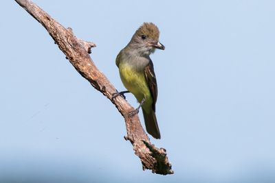 Great Crested Flycatcher
