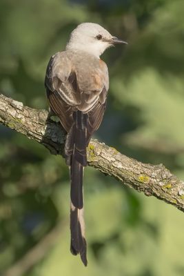 Scissor-tailed Flycatcher