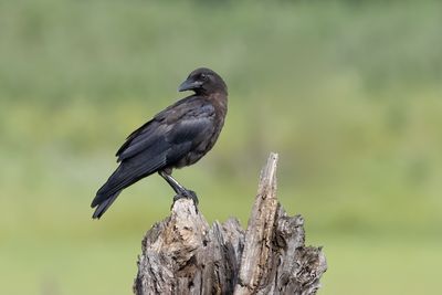 American Crow