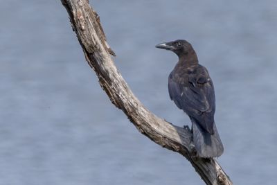 American Crow