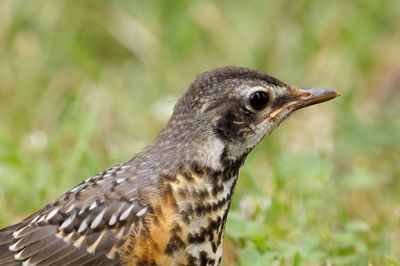 American Robin