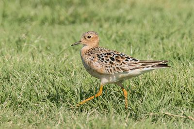Buff-breasted Sandpiper