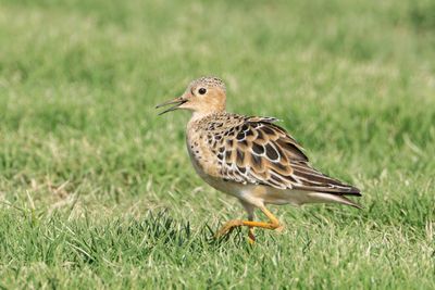 Buff-breasted Sandpiper