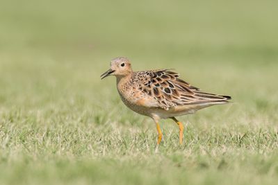 Buff-breasted Sandpiper