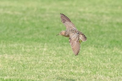 Buff-breasted Sandpiper