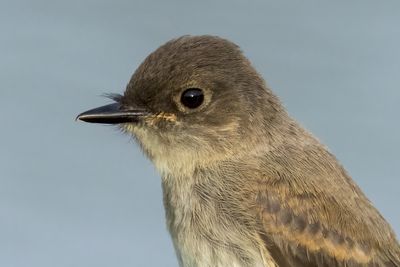 Eastern Phoebe