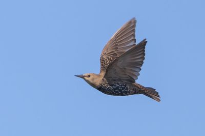 European Starling