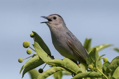 Gray Catbird