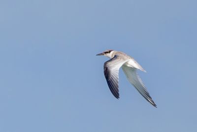 Least Tern