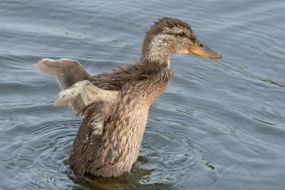 Mallard