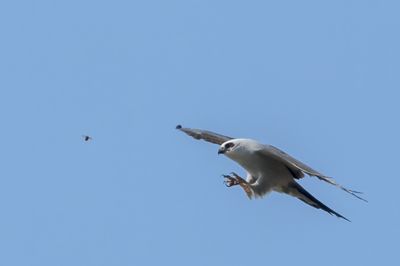 Mississippi Kite