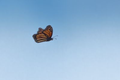 Monarch