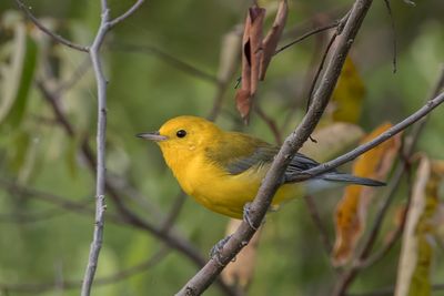 Prothonotary Warbler