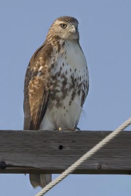 Red-tailed Hawk