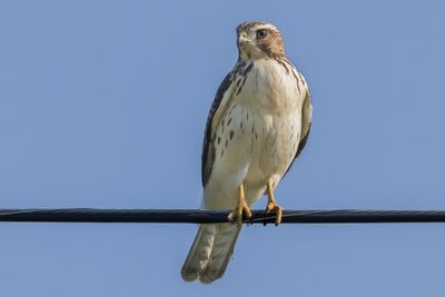 Red-tailed Hawk