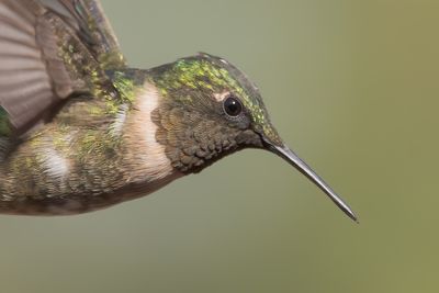 Ruby-throated Hummingbird