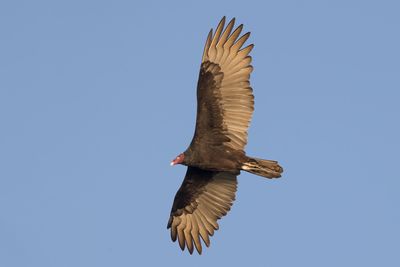 Turkey Vulture