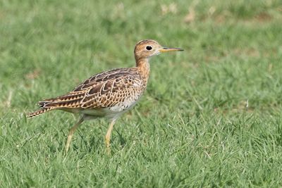 Upland Sandpiper
