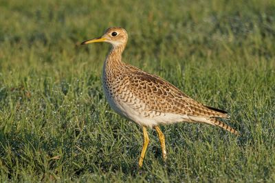 Upland Sandpiper