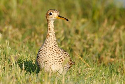 Upland Sandpiper