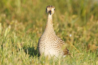 Upland Sandpiper