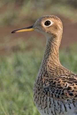 Upland Sandpiper