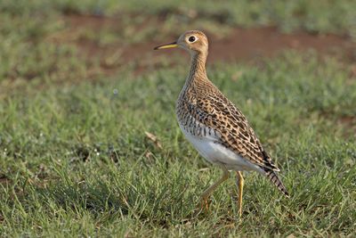 Upland Sandpiper