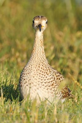 Upland Sandpiper