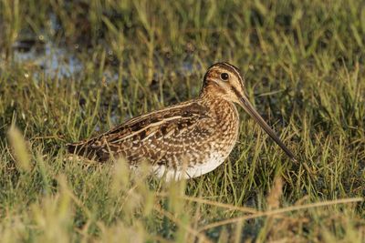 Wilson's Snipe