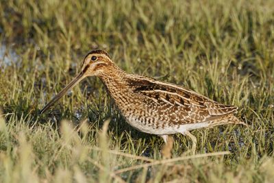 Wilson's Snipe