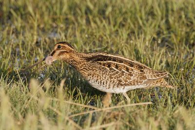 Wilson's Snipe