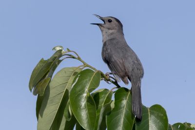 Gray Catbird