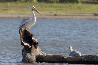 American White Pelican