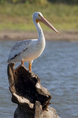 American White Pelican