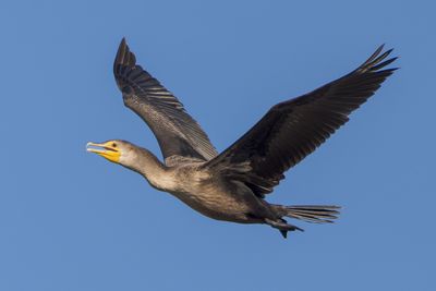 Double-crested Cormorant
