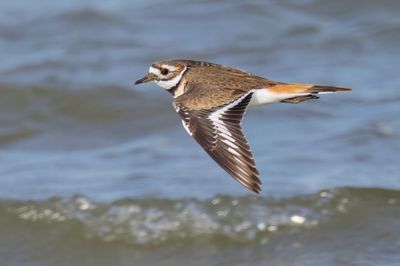 Killdeer