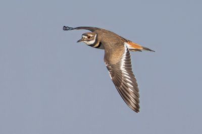 Killdeer