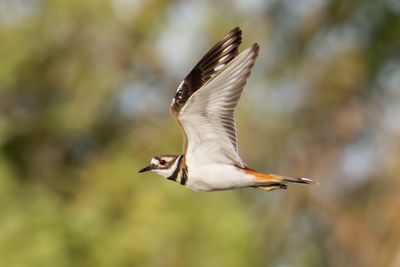 Killdeer
