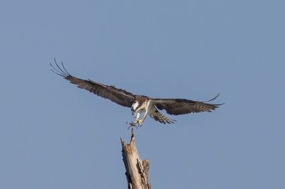 Osprey
