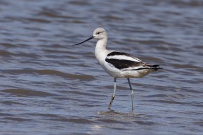 American Avocet