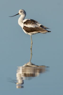 American Avocet